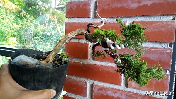 真柏舍利盆景制作图片,真柏舍利盆景造型图片