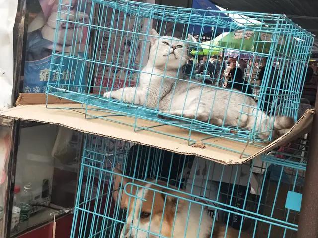 开封杨丰宠物市场最新价格信息,开封杨丰宠物市场现在开着吗