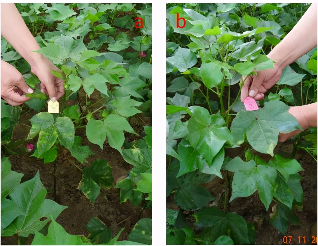 黄萎病怎么治,干枯萎病特效药