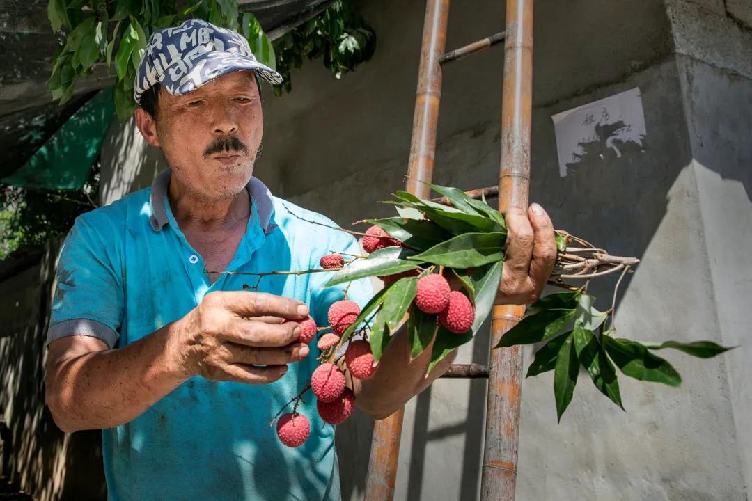 荔城无处不荔枝翻译,荔城无处无荔枝