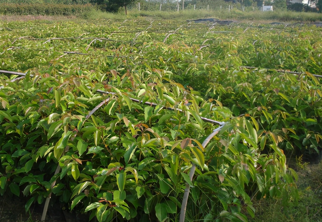 樟树哪种药用价值高,樟树用途与价值