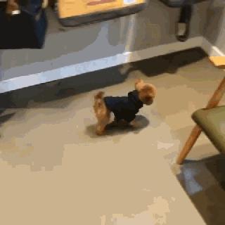 小泰迪能做立耳吗,立耳小泰迪视频