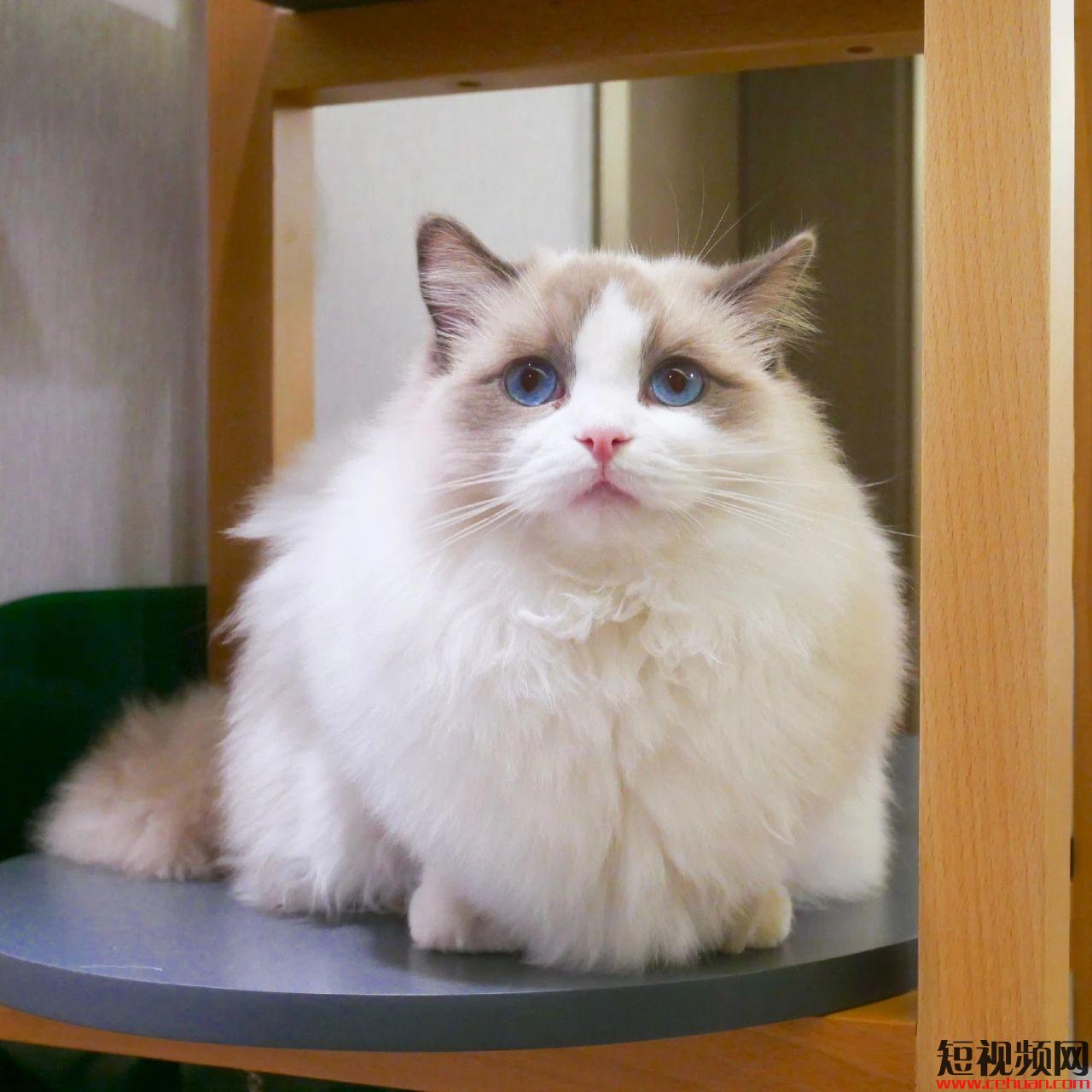 怎么做火一个抖音账号,怎么样把一个抖音账号火起来