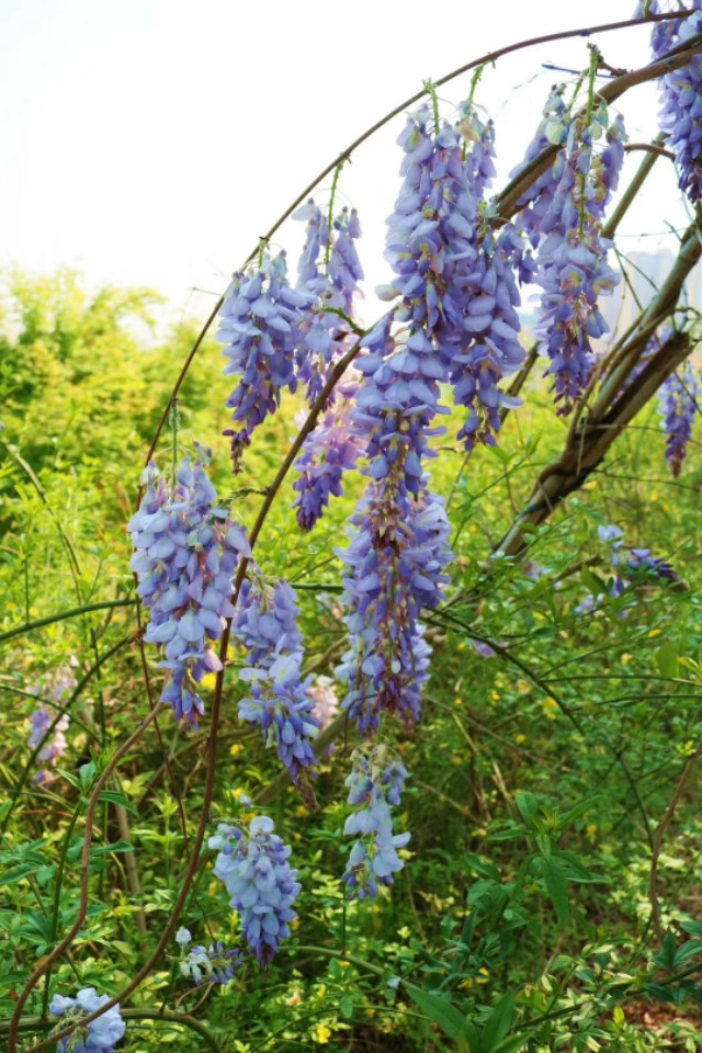 七绝紫玫瑰,七绝紫荷