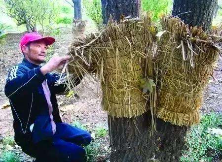 石榴树冬天要做什么防护不被冻死,冻害的石榴树怎么修剪管理