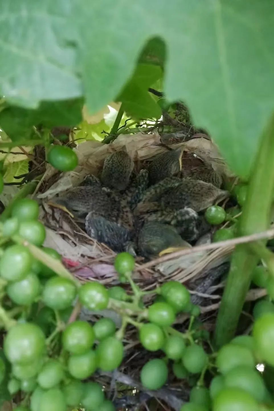 丝路酒庄收获葡萄酒,丝路酒庄红酒