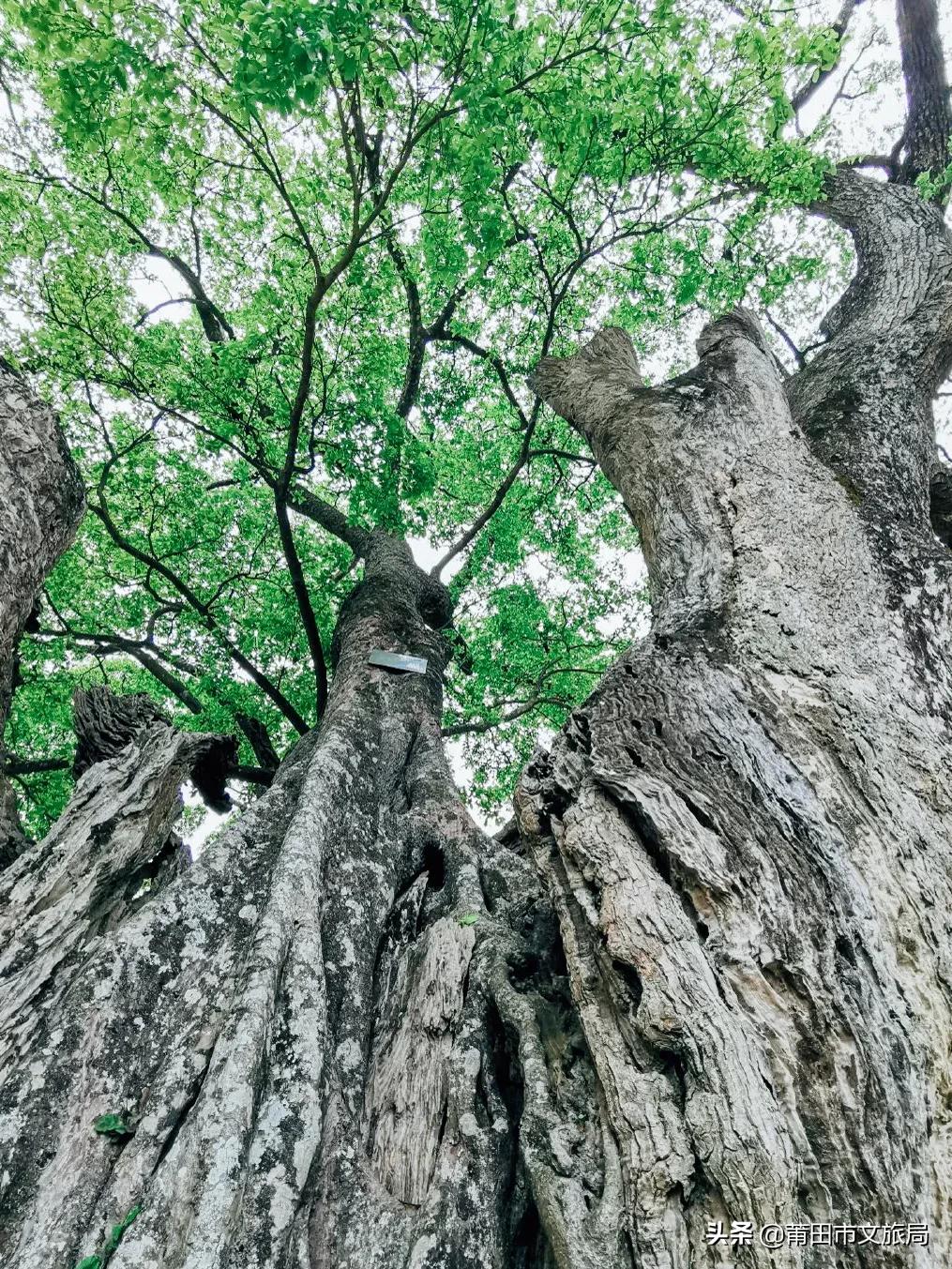 千年古樟树福建仙游,樟树千年古香樟