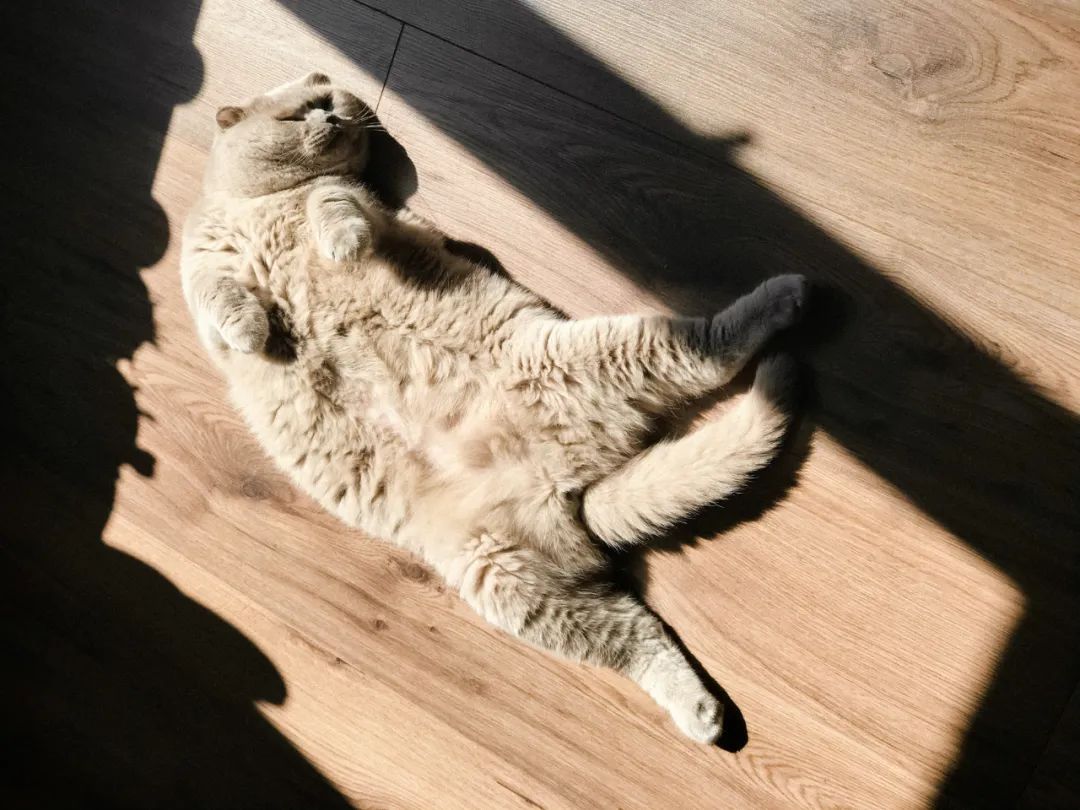 我家狗的肚皮变黑了,我家的狗尿尿很黄是什么原因