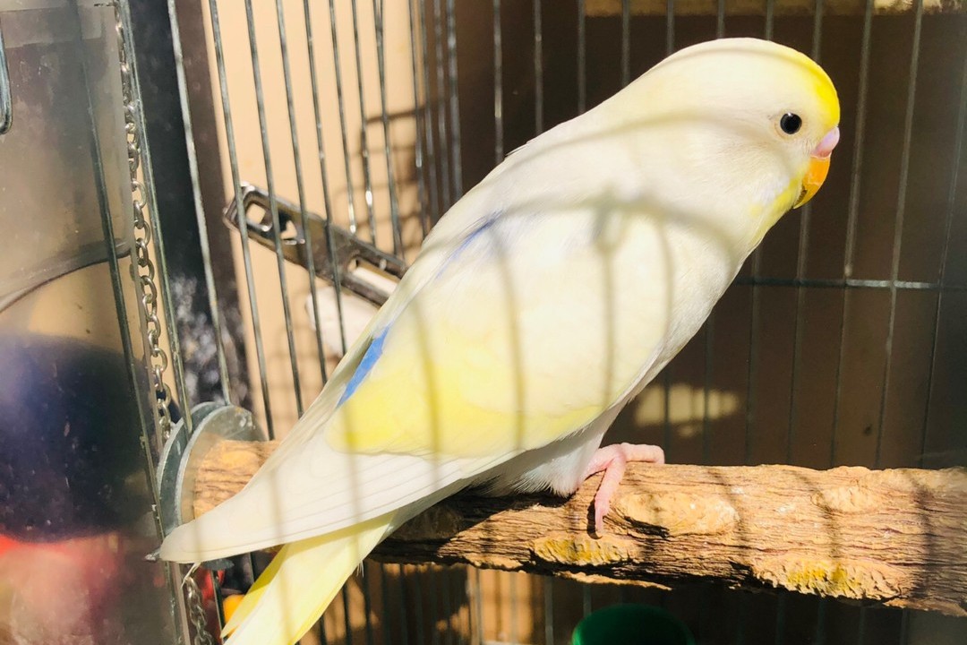 虎皮鹦鹉一共几种颜色,虎皮鹦鹉哪个品种最聪明