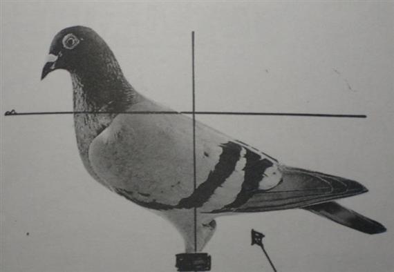 信鸽怎么看好坏,信鸽好不好眼睛怎么看