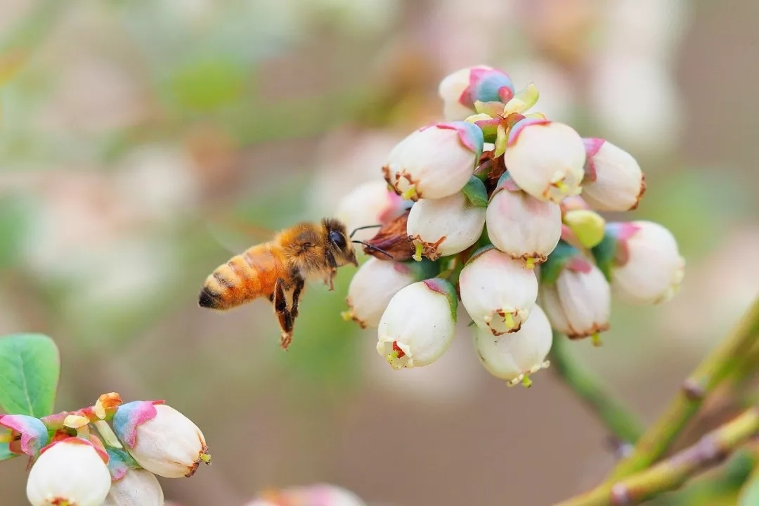 阳台果树盆栽蓝莓,阳台果树推荐