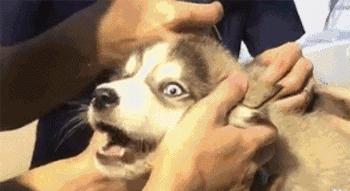 狗狗疫苗的种类和如何选择疫苗,狗狗疫苗接种时间怎么算