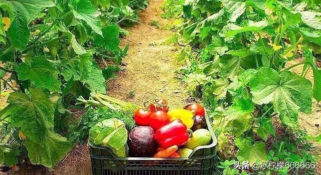 农民返乡创业有哪些好项目可以做,返乡创业扶持项目政策