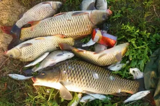 玉米钓鱼实测,玉米钓鱼钓几目