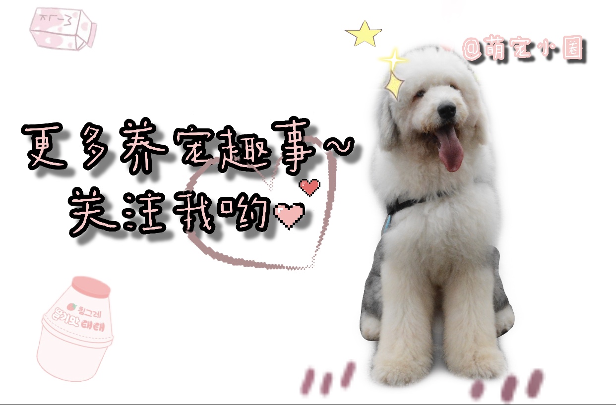 寄养狗狗的场所会丢失狗狗吗,寄养狗狗狗狗会伤心吗