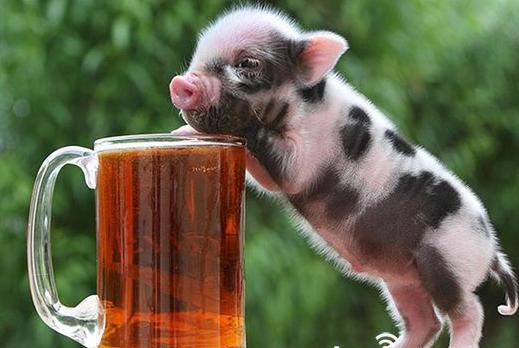 宠物猪多少钱一只实体店,宠物猪多少钱一只