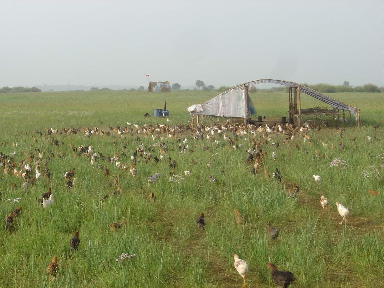 高效生态农业规模化,高效生态农业项目简介