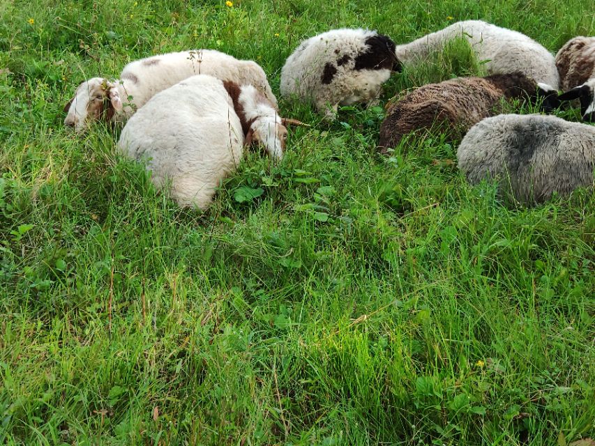 雨天羊最容易得什么病,羊群春天容易得什么病