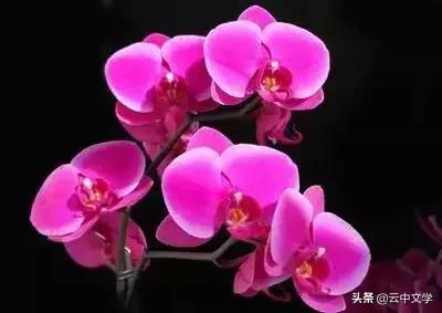 花语大全100种花图片,100种花的花语太全了