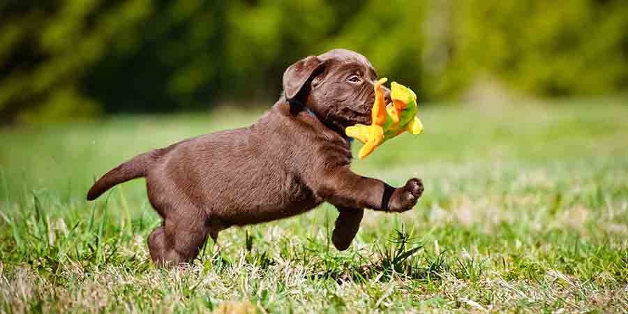 狗狗会用猫砂还会埋起来,为什么有的狗狗会吃猫薄荷