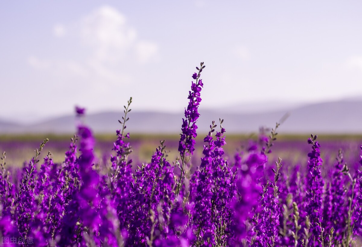 唯美句子浪漫清新抖音短句,小清新阳光唯美短句子抖音