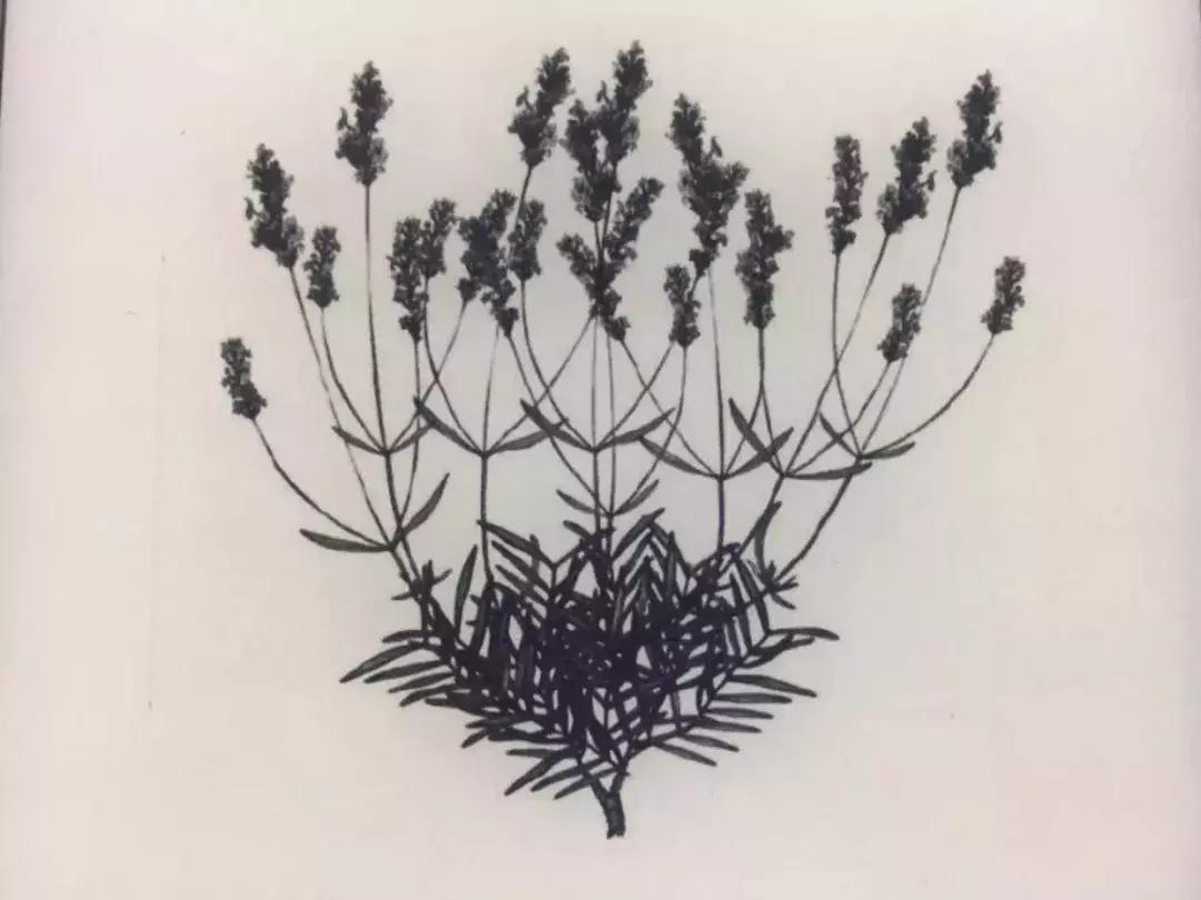 芳疗精油能帮助睡眠吗,芳疗对人体作用