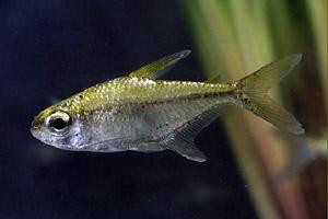 草缸灯鱼专用灯,草缸专用灯防太阳