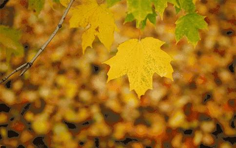 关于秋天的古诗词漫画,写秋天的古诗漫画