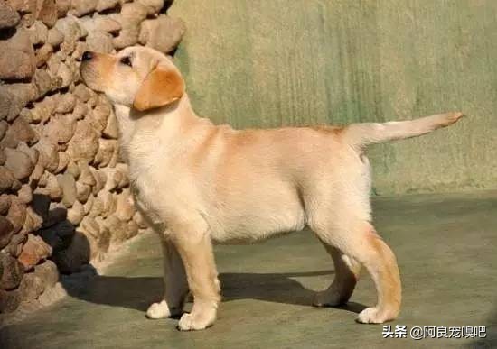 怎么选一条好的拉布拉多犬,如何挑选一只性格好的拉布拉多犬