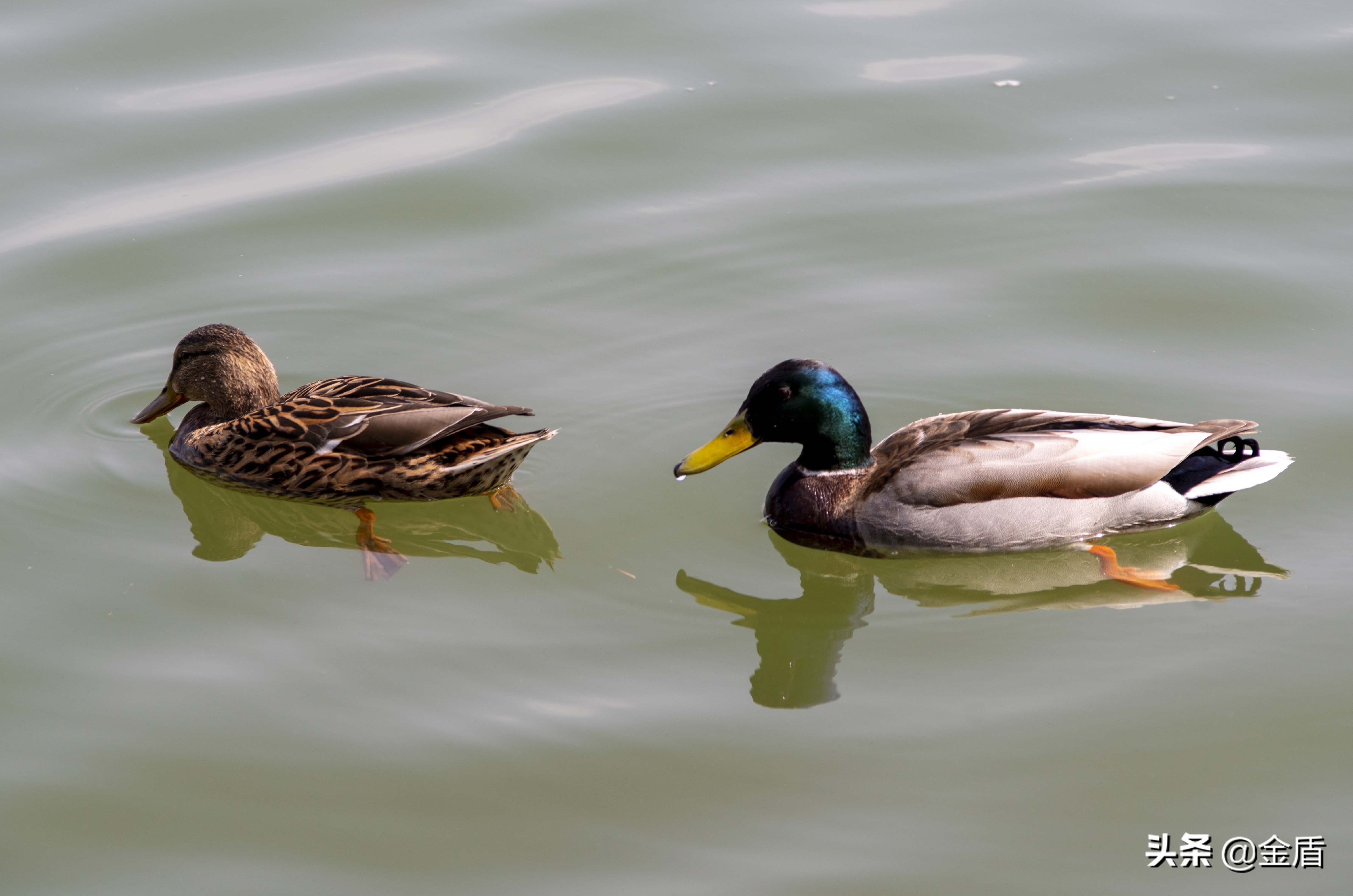 鸭子自由自在的玩耍,鸭子们在雨中嬉戏用英语怎么说