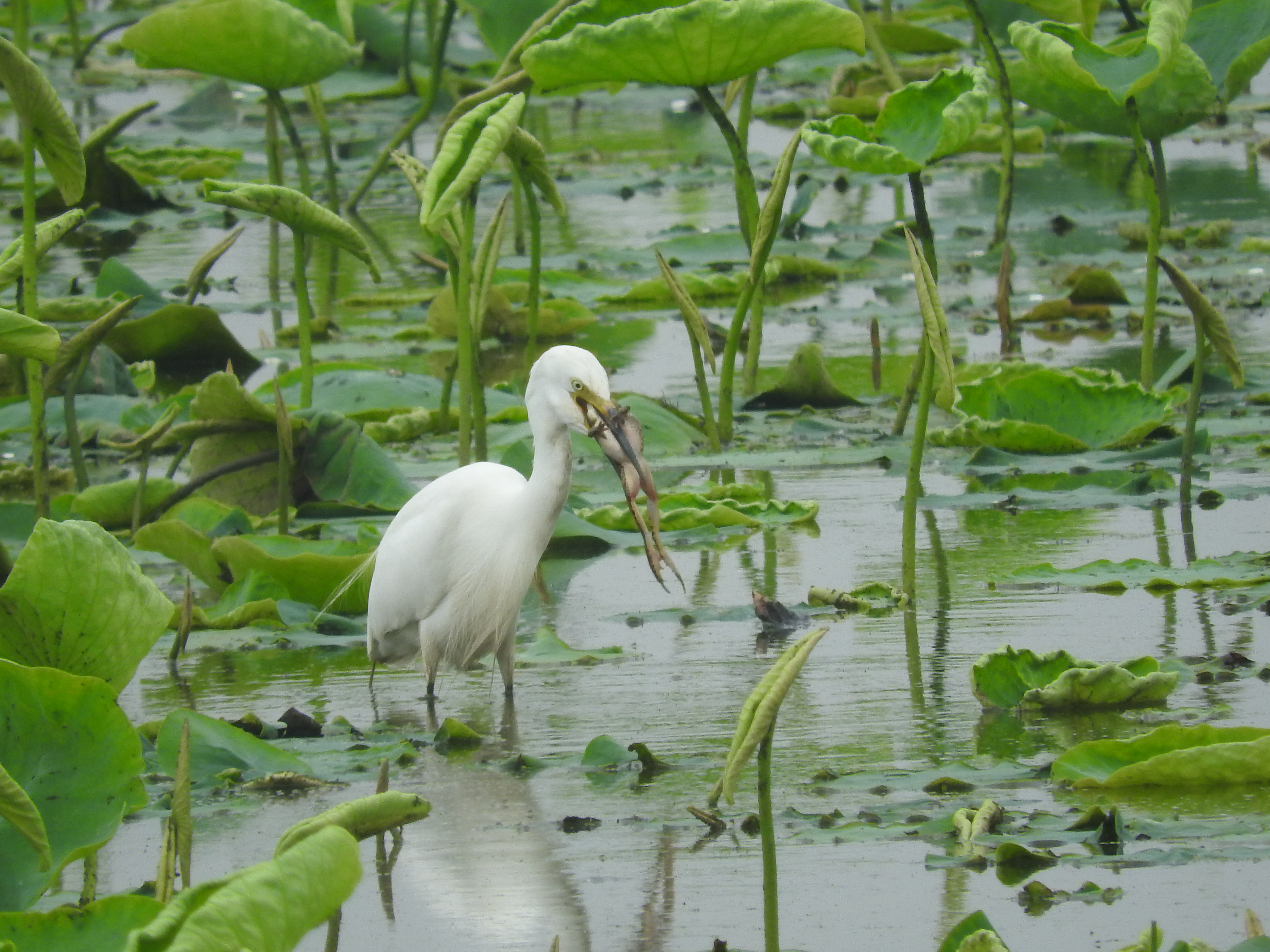 浣犵湡鐨勮璇嗘捣楦ュ悧,浣犵湡鐨勮璇嗚崰鑿滃悧