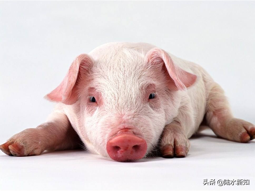 飞天猪为什么飞不起来,飞天猪打折