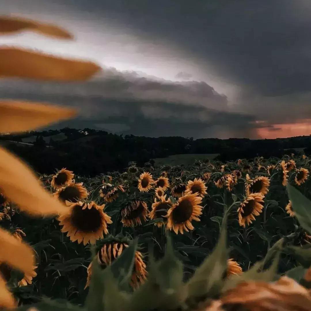 公子的眼睛甚是好看图片,公子的眼睛甚是好看出自哪个小说