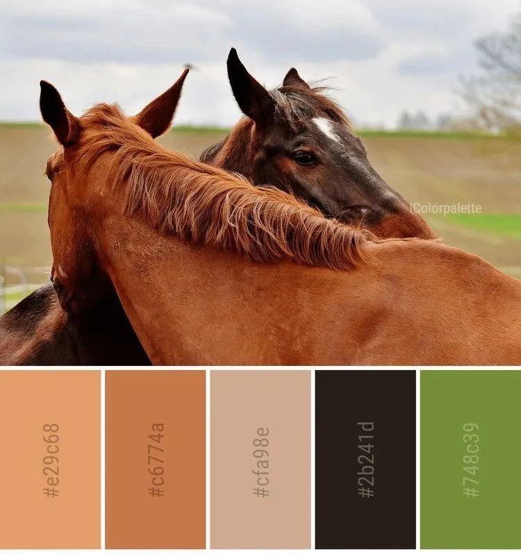 动物配色大全视频,配色的设计灵感