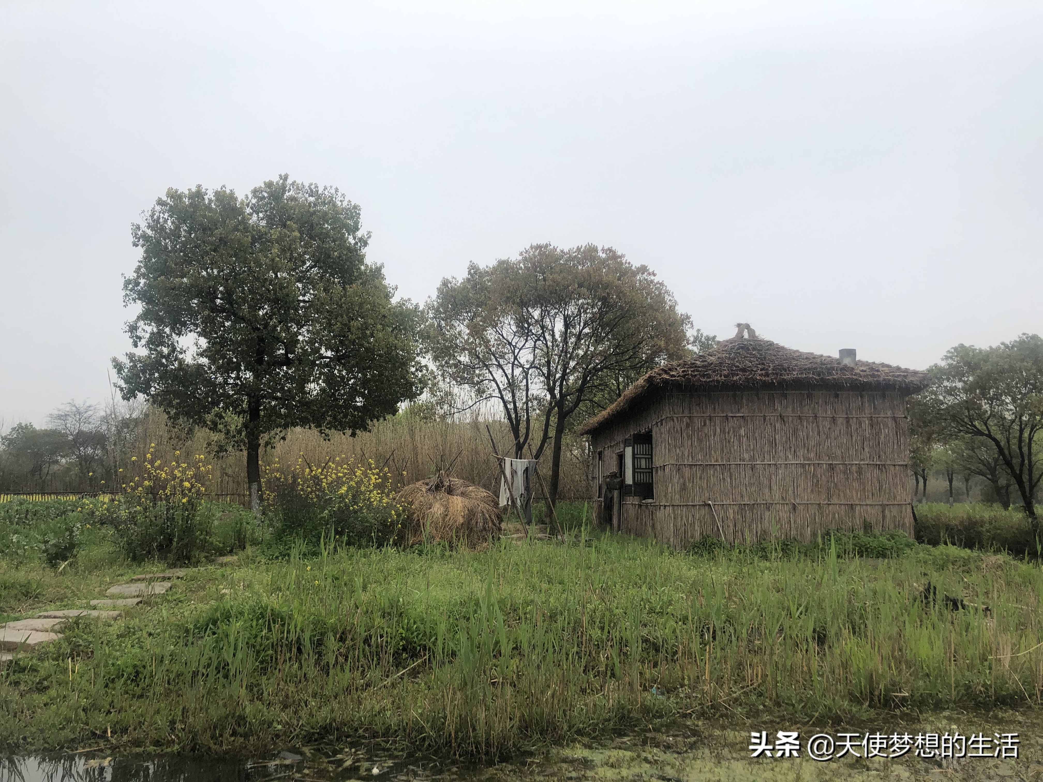 苏州常熟沙家浜有什么好玩的,常熟沙家浜芦苇荡
