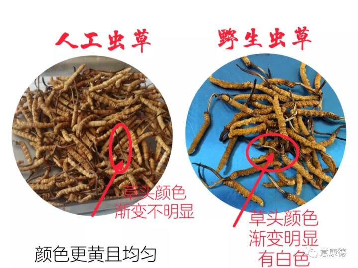 冬虫夏草正宗高品质虫草 (如何鉴别虫草和冬虫夏草)