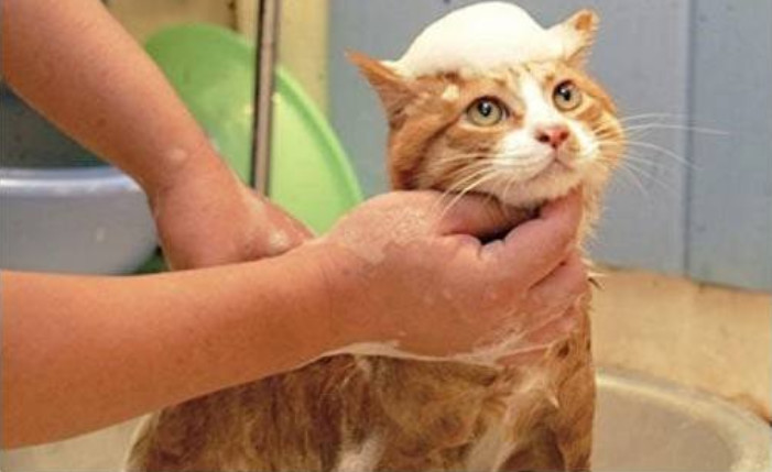 初次洗猫攻略如何安全的给猫洗澡,猫咪洗护专场教你如何洗猫