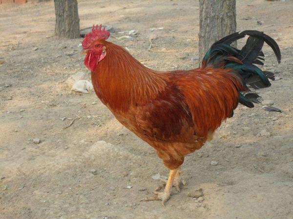 食材分享|渐渐消失的美味,野味十足的河庄大骨鸡,壮而不肥