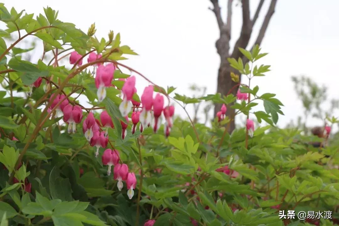 易县狼牙山小火车,河北保定易县火车