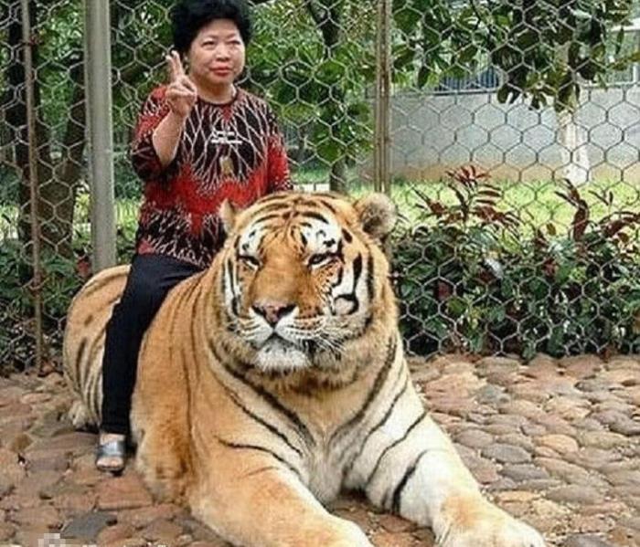 为什么狮子老虎不敢攻击大熊猫,老虎和狮子为何不吃大熊猫