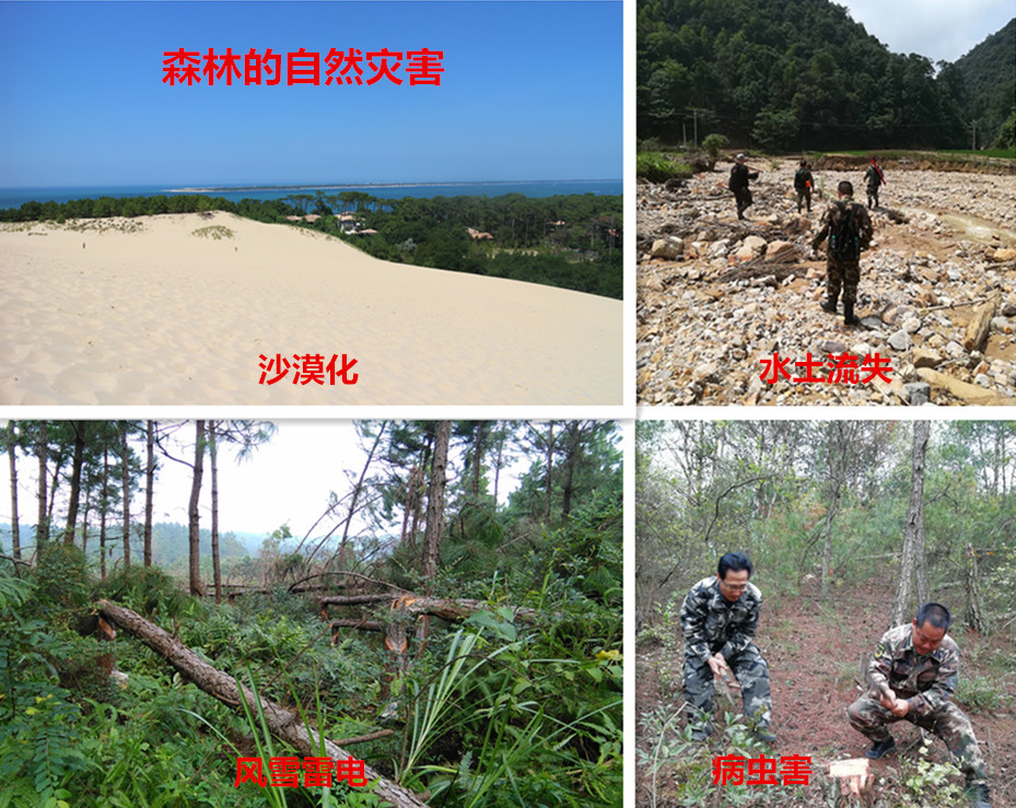 林业礼赞——世界最后一滴水将是人类的眼泪吗