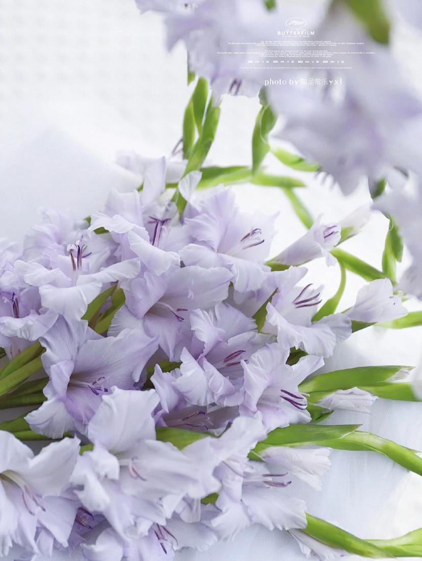 家里要有氛围感什么花比较好,家里高级的花