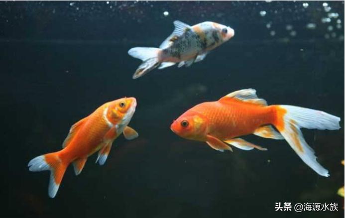 你的鱼儿生病了?可能“放点盐”就好了哦