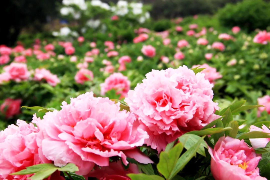 去河南旅游先去洛阳还是开封玩,河南洛阳旅行