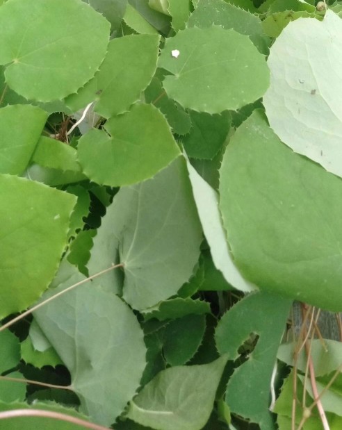 中药炮制常用的仪器和设备,中药炮制常用的液态辅料