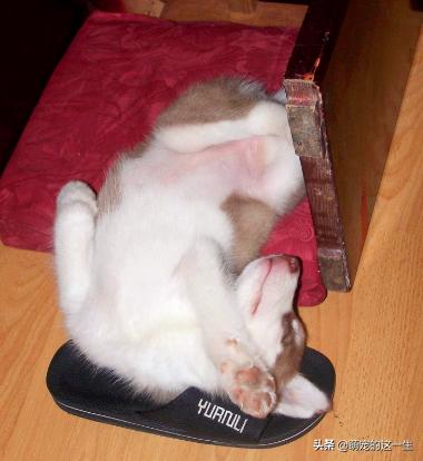 狗狗会对狗粮过敏症状,狗狗会对什么过敏