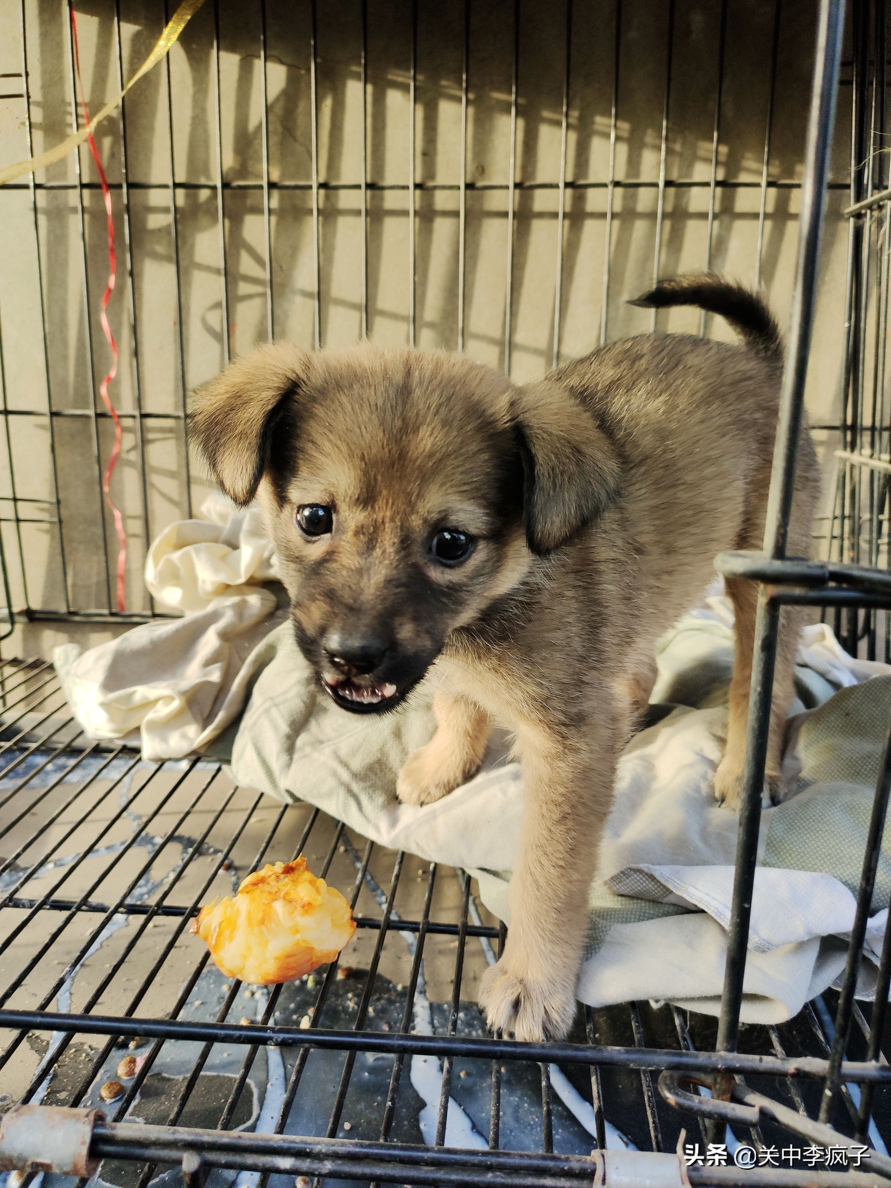 春天来了,这只叫青皮的旺财也来了