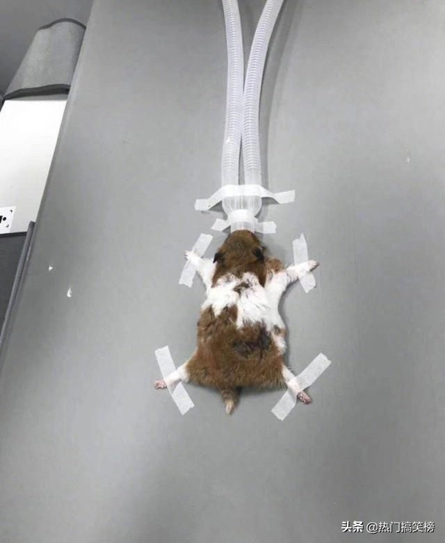 仓鼠和猫打架花了2000,和猫打架住院的仓鼠