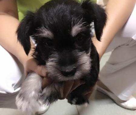 石家庄雪纳瑞挑食不吃狗粮,雪纳瑞串串小狗是不是不挑食