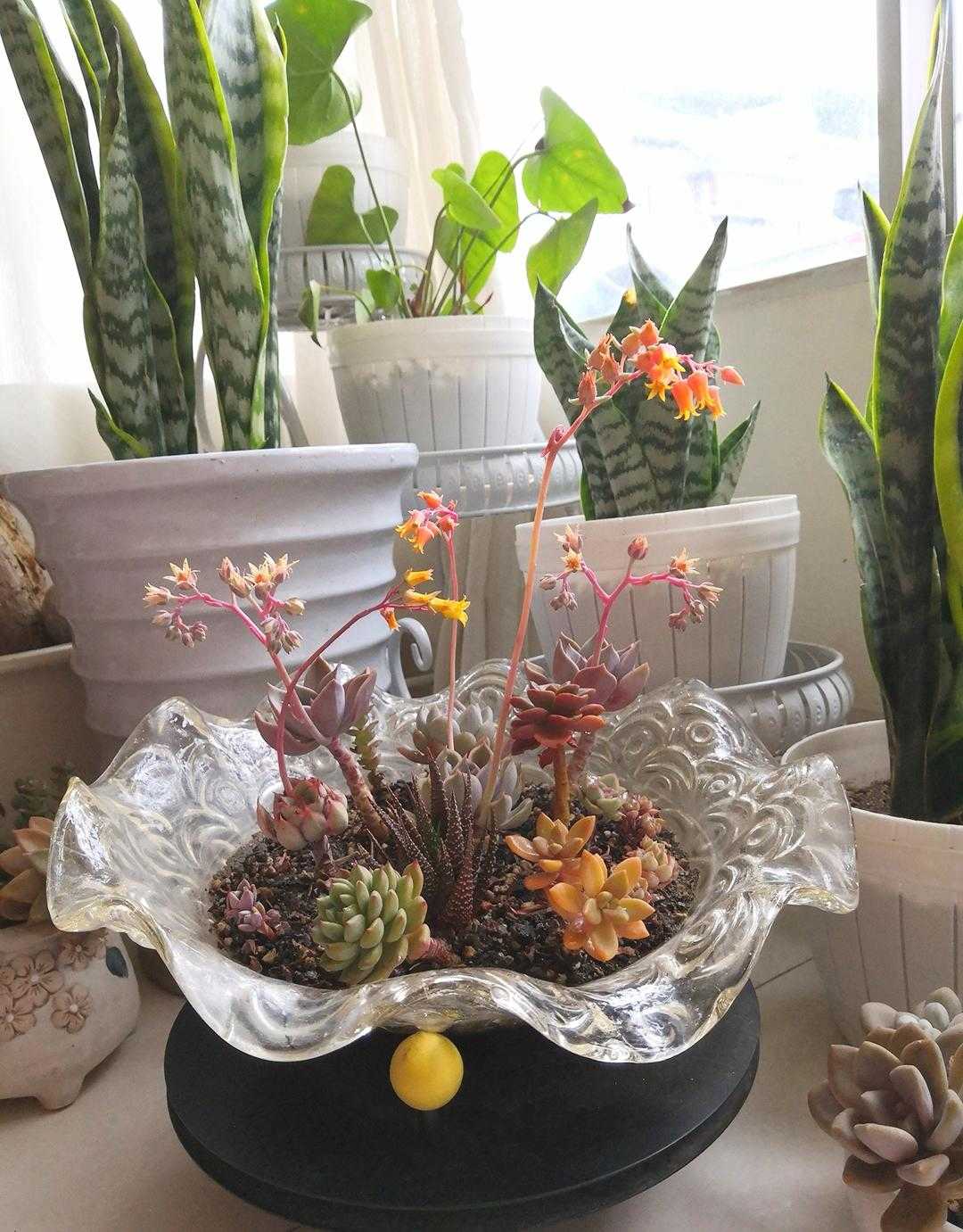 有一种花叫多肉,多肉花开视频大全